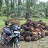 tandanberduri_2