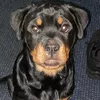 snoop_68