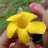 layannerakelly