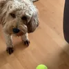 gizmo882