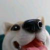 thekorgheepuppet