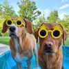 thesunshinedogs