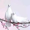 nway__nandar