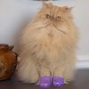 penelopethepersianpuff