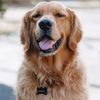 Tucker_theGENTLEman