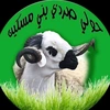 Sheep sardi bm