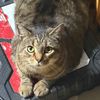 catdad4tiger