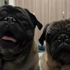 pugstitoyromeo