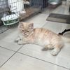 silumankucing369