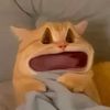 shortforcatthew