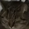 finnfro2