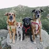 La Mafia Perruna