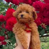 maddie.thepoodle