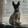 dodgedabullet3654