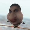 lujo_mujo