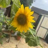 lizziemendham