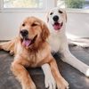 Mango & Atlas