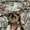 precel_the_corgi