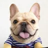 exbouledogue