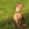 nala.n.riggs
