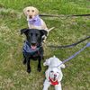 labragoobs_and_bogey