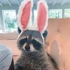 sillybaquero