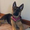 dakotathegermanshep
