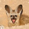 foxwithdabigears