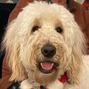1beaudoodle