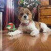 bonniezuberbierhumphrey