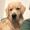 arnidog
