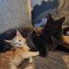 albus.remi.maincoon