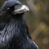 justa_bird