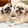 bechakels