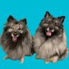 keeshond_brothers
