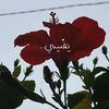 ramahoms66