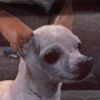 gizmothedog1