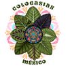 colocasiasmexico