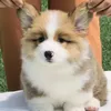 youngcaspeeer