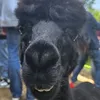 el_lama88