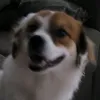 rossdpr