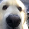 sweetie_thegreatpyrenees