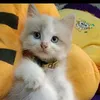 senny_greatful
