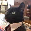 gato_terno