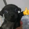 wnt_nex