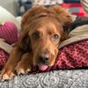 murphytheredsetter