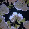 viirena_