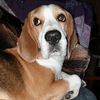 .dudubeagle