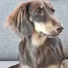 skye_the_mini_doxie