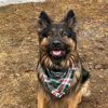 mack.the.gsd